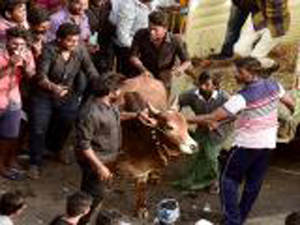 Jallikattu 2